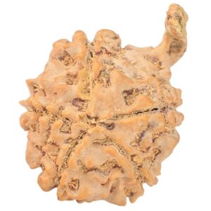5 Mukhi Ganesh 25.3mm 2.62gm - Rudraksha back