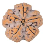 5 Mukhi Rudraksha 30mm 9.43gm - Rudraksha back