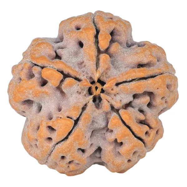 5 Mukhi Rudraksha 30mm 9.43gm - Rudraksha back