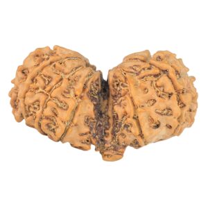 13 Mukhi Mini Trijuti 34.7mm 4.19gm - Rudraksha back