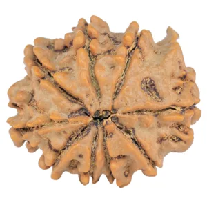 9 Mukhi Ganesh 26.7mm 5gm - Rudraksha back