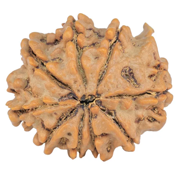 9 Mukhi Ganesh 26.7mm 5gm - Rudraksha back