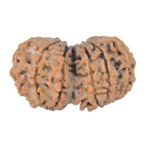 11 MK Gaurishankar 28.3mm 3.77gm - Rudraksha back