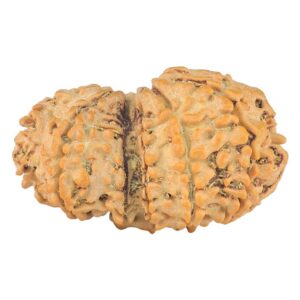 11 Mukhi Garbhgauri 27.4mm 3gm - Rudraksha back