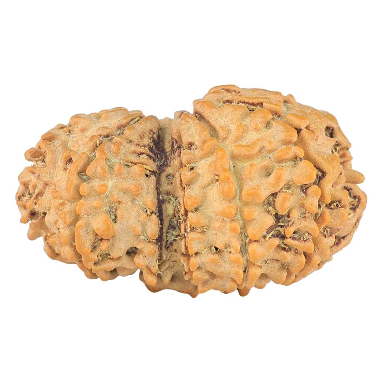 11 Mukhi Garbhgauri 27.4mm 3gm - Rudraksha back
