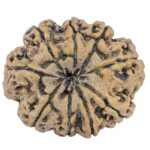9 Mukhi Rudraksha 31.9mm 5.82gm - Rudraksha back