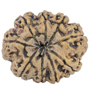 9 Mukhi Rudraksha 31.9mm 5.82gm - Rudraksha back