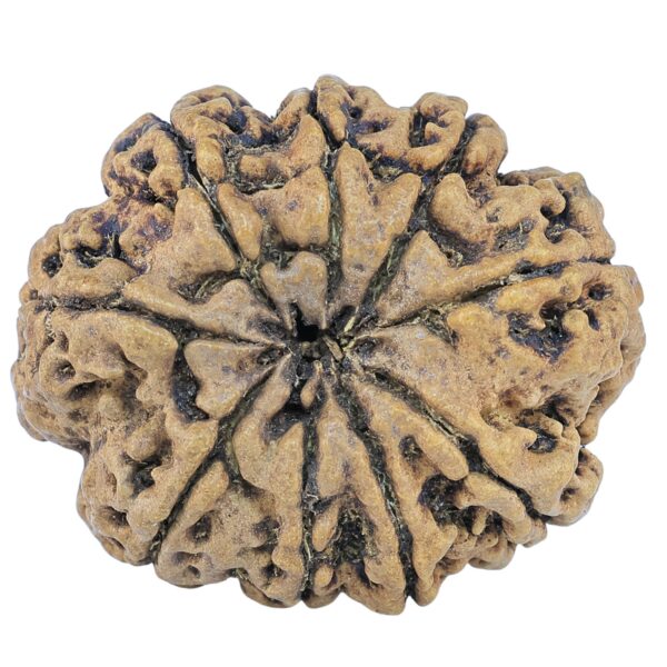 9 Mukhi Rudraksha 31.9mm 5.82gm - Rudraksha back