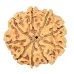 9 Mukhi Rudraksha 23.7mm 2.86gm - Rudraksha back