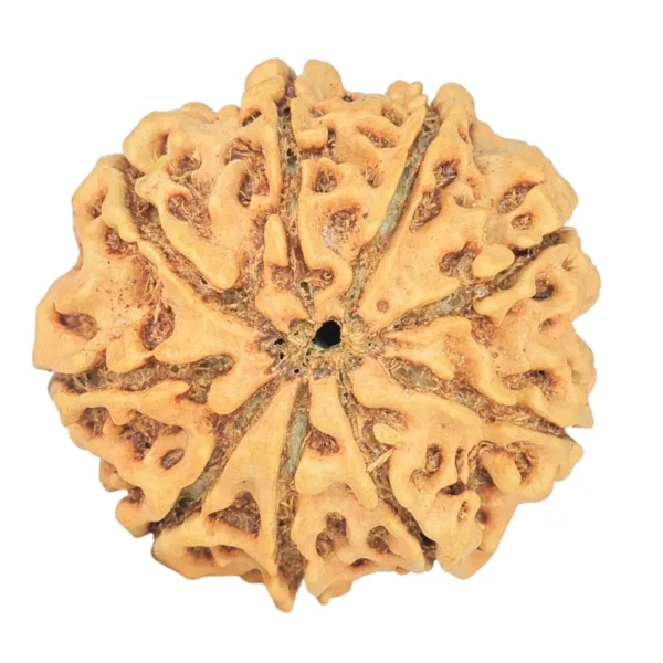 9 Mukhi Rudraksha 23.7mm 2.86gm - Rudraksha back