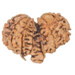 13 Mukhi Mini Trijuti 35mm 5.62gm - Rudraksha back