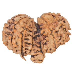 13 Mukhi Mini Trijuti 35mm 5.62gm - Rudraksha back