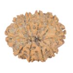 10 Mukhi Rudraksha 23.8mm 2.74gm - Rudraksha back