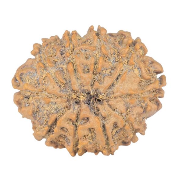 10 Mukhi Rudraksha 23.8mm 2.74gm - Rudraksha back