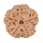 5 Mukhi Rudraksha 29mm 8.09gm - Rudraksha back
