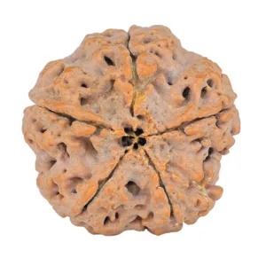 5 Mukhi Rudraksha 29mm 8.09gm - Rudraksha back