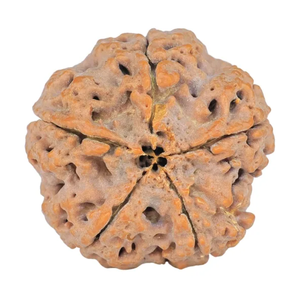 5 Mukhi Rudraksha 29mm 8.09gm - Rudraksha back