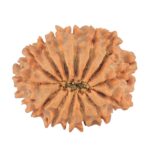 14 Mukhi Rudraksha 24.1mm 3.47gm - Rudraksha back