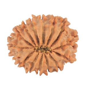 14 Mukhi Rudraksha 24.1mm 3.47gm - Rudraksha back