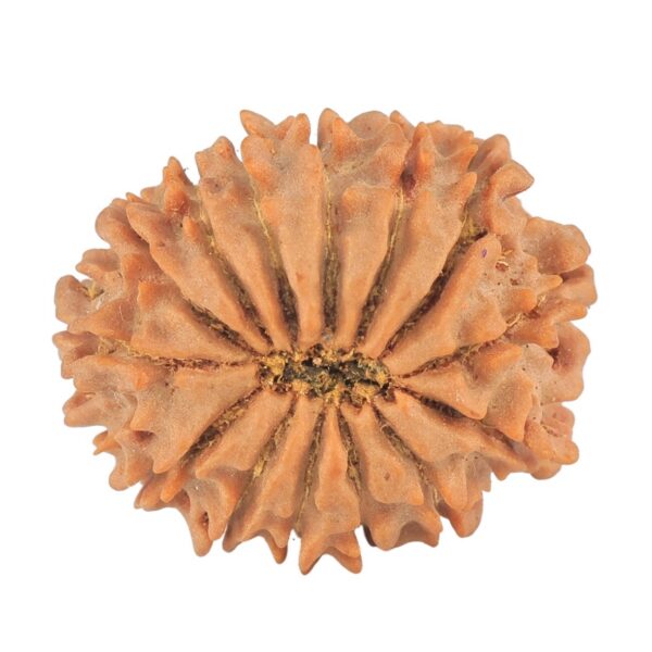 14 Mukhi Rudraksha 24.1mm 3.47gm - Rudraksha back