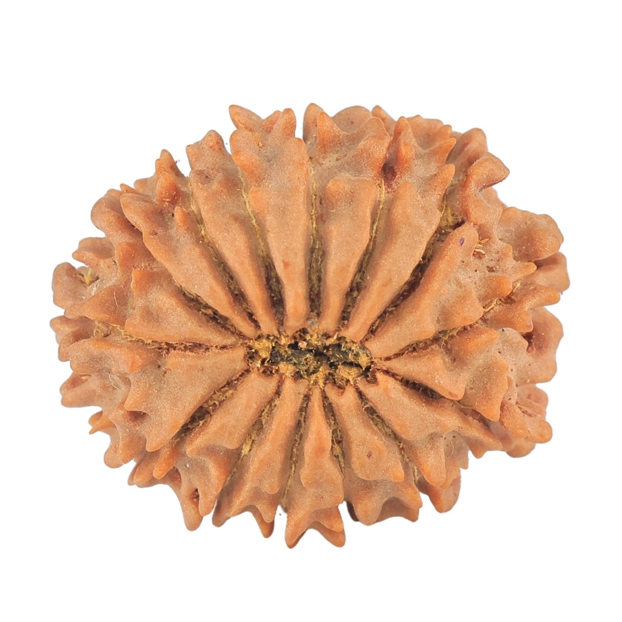 14 Mukhi Rudraksha 24.1mm 3.47gm - Rudraksha back