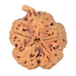 5 Mukhi Ganesh 29.4mm 6.5gm - Rudraksha back