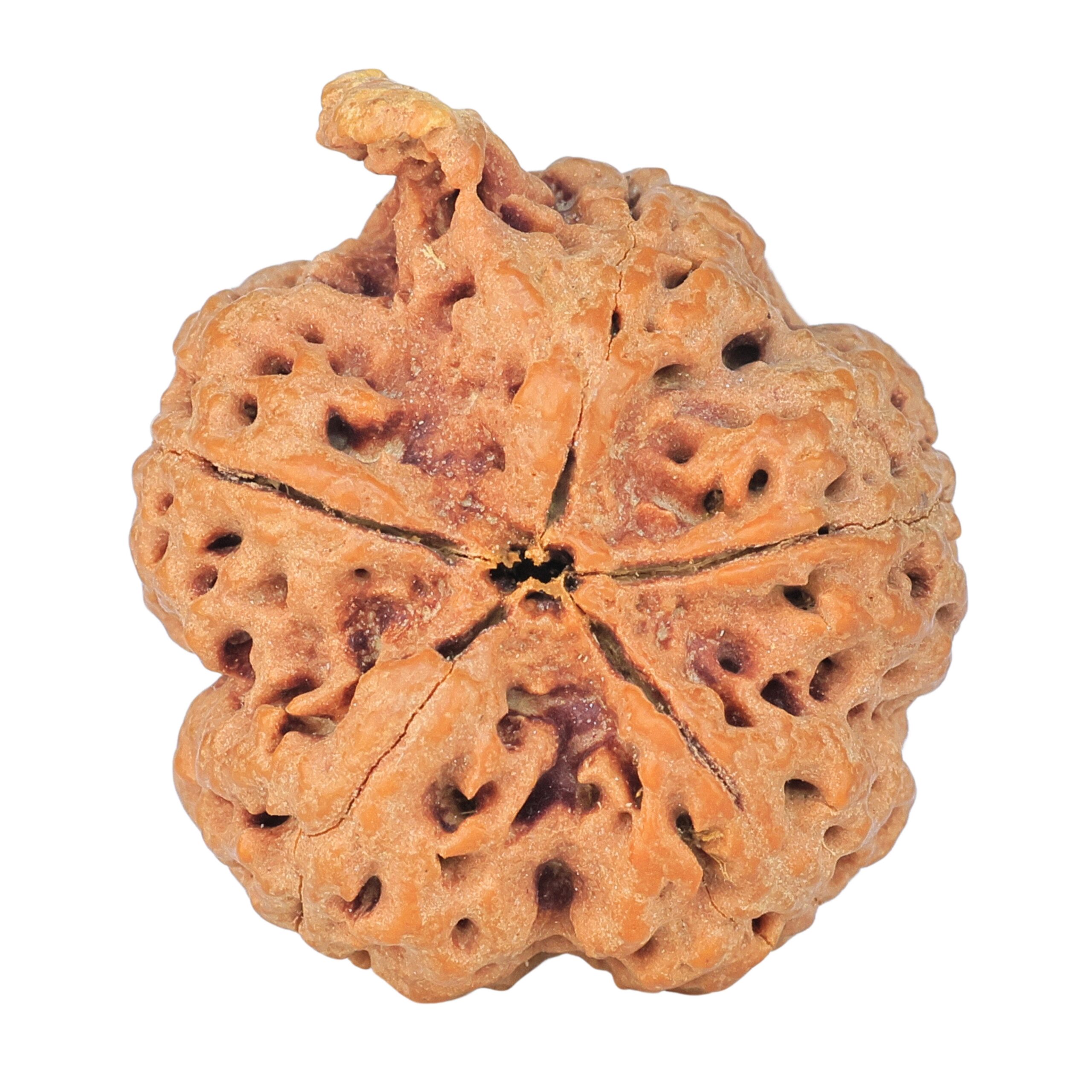 5 Mukhi Ganesh 29.4mm 6.5gm - Rudraksha back