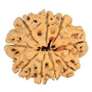 9 Mukhi Rudraksha 29mm 5.56gm - Rudraksha back