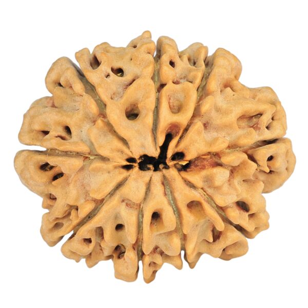 9 Mukhi Rudraksha 29mm 5.56gm - Rudraksha back