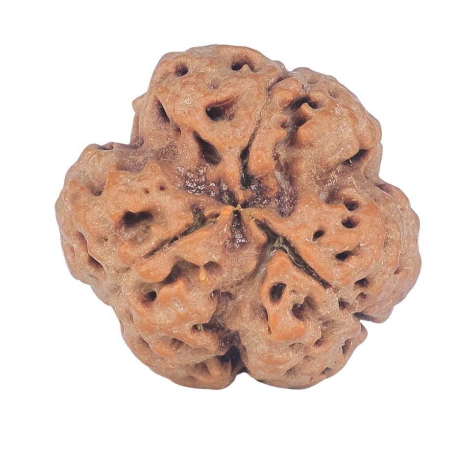 3 Mukhi Rudraksha 21.1mm 3.6gm - Rudraksha back