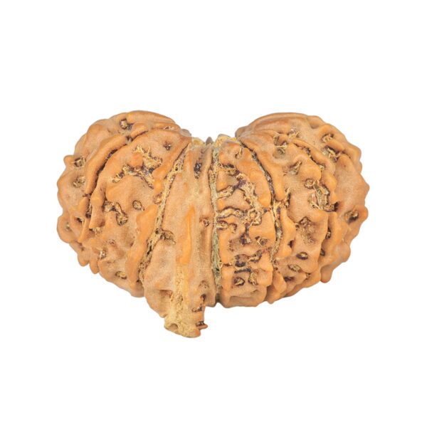 12 Mukhi G.S & Ganesh 29.2mm 4.82gm - Rudraksha back