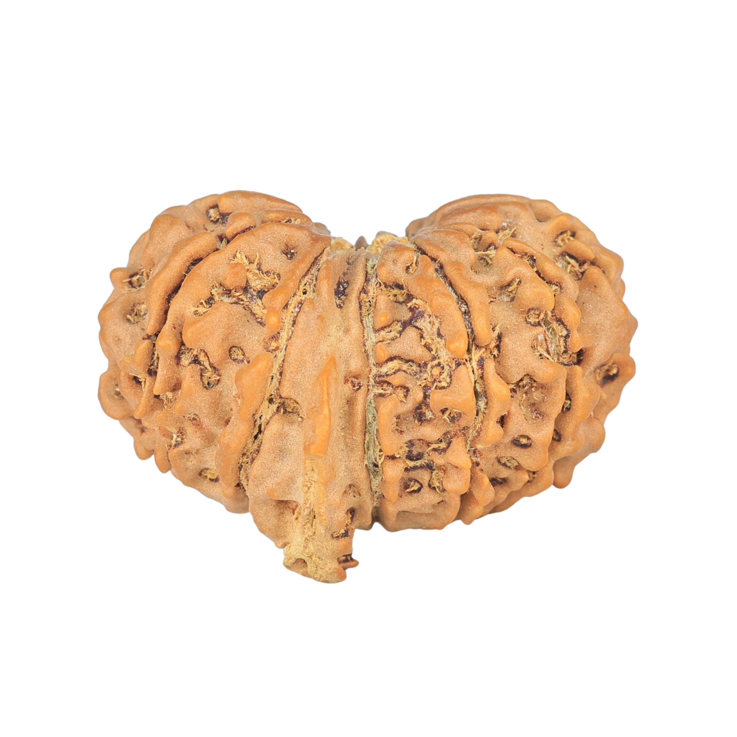 12 Mukhi G.S & Ganesh 29.2mm 4.82gm - Rudraksha back