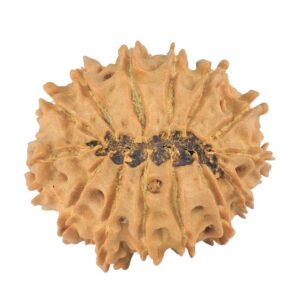 14 Mukhi Rudraksha 24.1mm 2.7gm - Rudraksha back