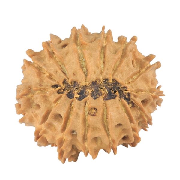 14 Mukhi Rudraksha 24.1mm 2.7gm - Rudraksha back