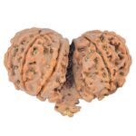 11 Mukhi Mini Trijuti 32.6mm 5.13gm - Rudraksha back
