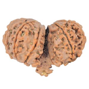 11 Mukhi Mini Trijuti 32.6mm 5.13gm - Rudraksha back