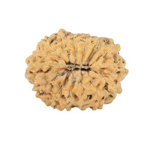 14 Mukhi Rudraksha 17.9mm 1.12gm - Rudraksha back