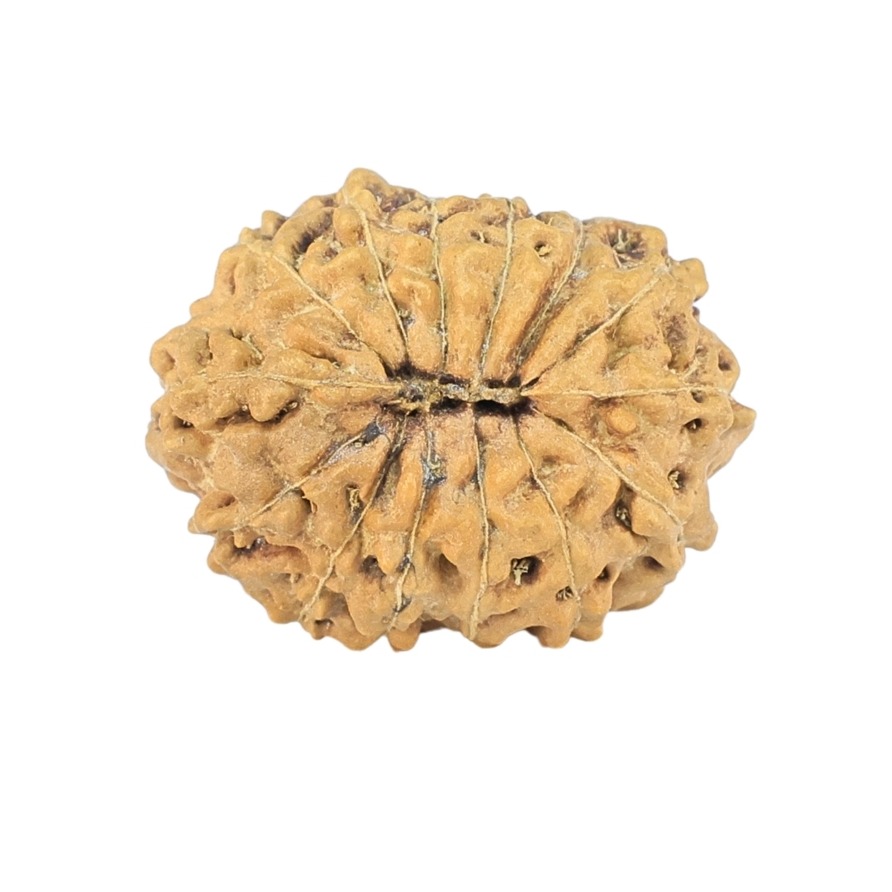 14 Mukhi Rudraksha 17.9mm 1.12gm - Rudraksha back