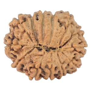 14 Mukhi Rudraksha 23.1mm 3.35gm - Rudraksha back