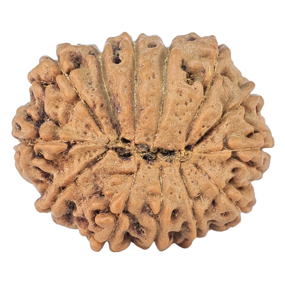 14 Mukhi Rudraksha 23.1mm 3.35gm - Rudraksha back