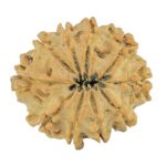 10 Mukhi Rudraksha 24.3mm 3.62gm - Rudraksha back