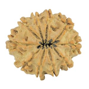 10 Mukhi Rudraksha 24.3mm 3.62gm - Rudraksha back