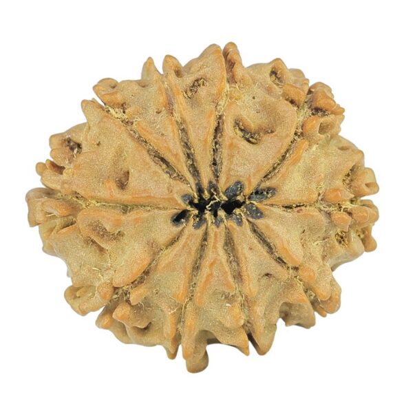 10 Mukhi Rudraksha 24.3mm 3.62gm - Rudraksha back