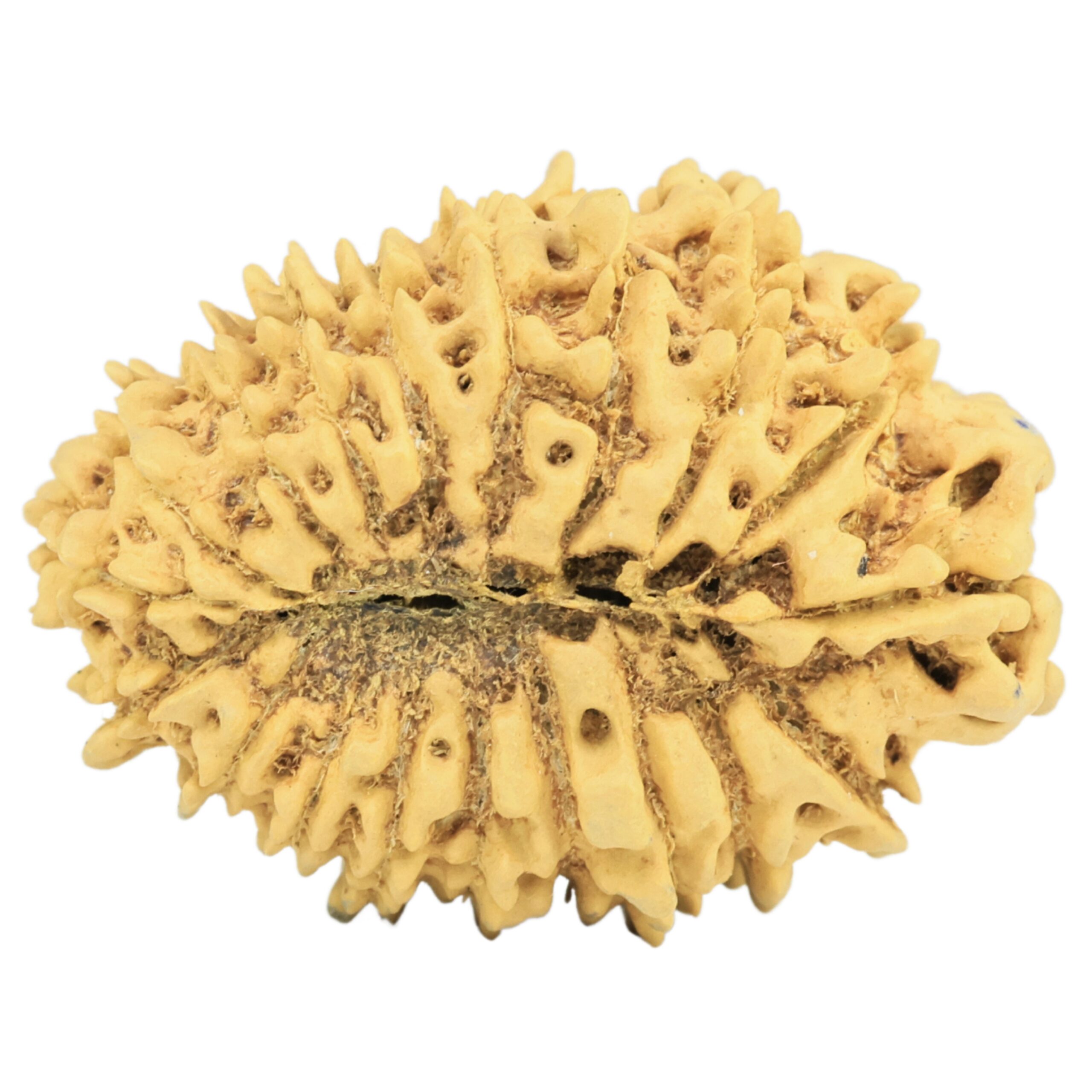 19 Mukhi Rudraksha 32mm 4.07gm - Rudraksha back