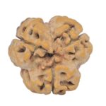 3 Mukhi Rudraksha 23mm 3.25gm - Rudraksha back