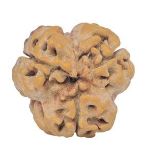 3 Mukhi Rudraksha 23mm 3.25gm - Rudraksha back