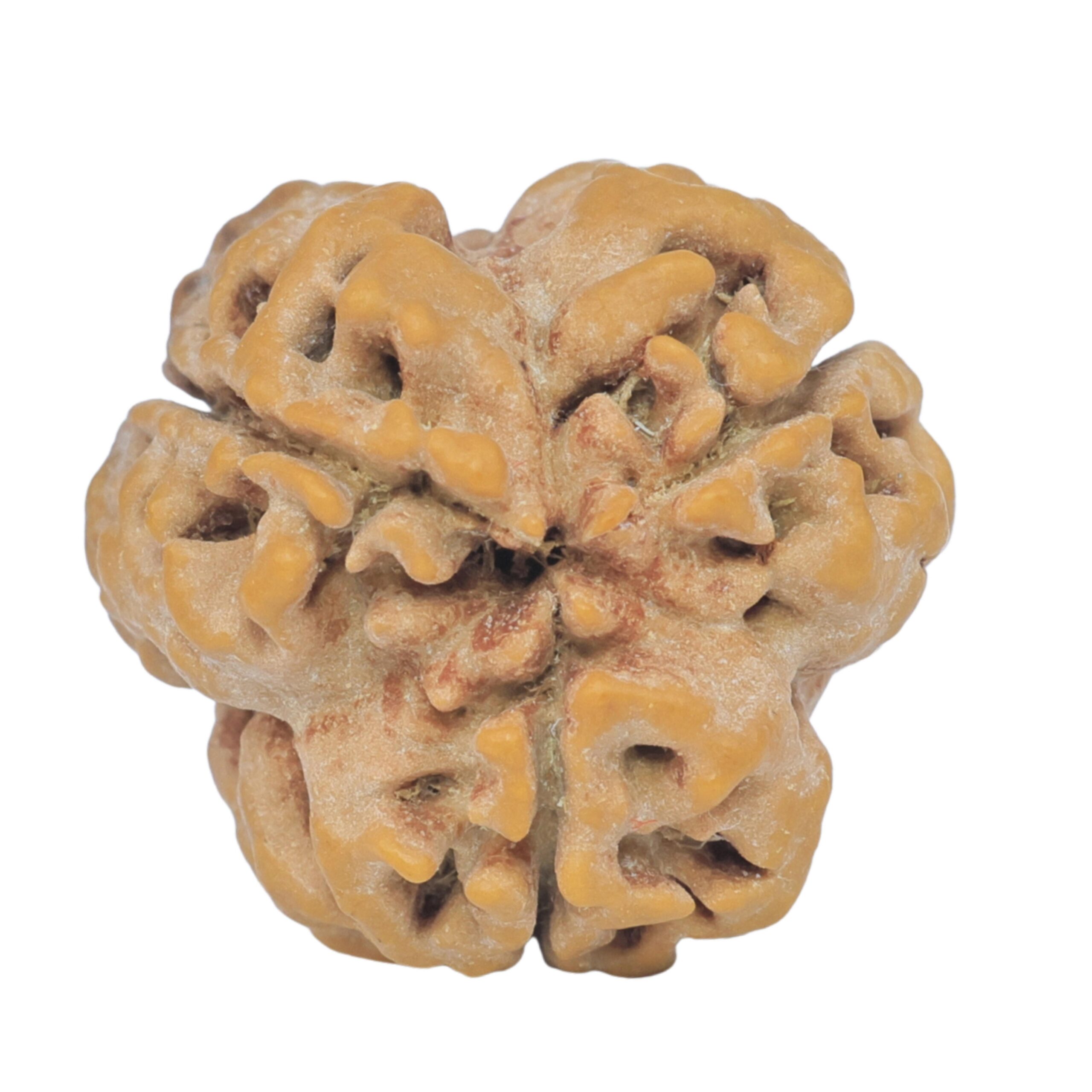 3 Mukhi Rudraksha 23mm 3.25gm - Rudraksha back