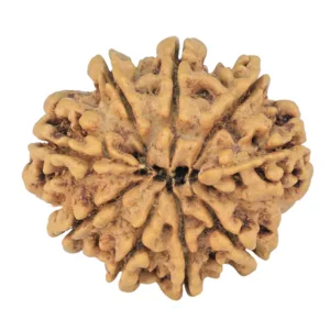 9 Mukhi Rudraksha 24.7mm 3.51gm - Rudraksha back