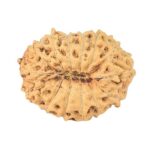 14 Mukhi Rudraksha 17mm 1.12gm - Rudraksha back
