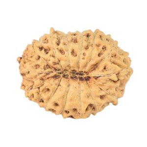 14 Mukhi Rudraksha 17mm 1.12gm - Rudraksha back